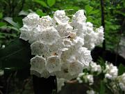  Mountain Laurel