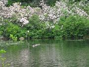  A paceline of a goose family